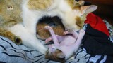Mom cat really well clean her little kittens, the love of mom cat