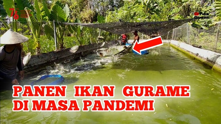 PANEN IKAN GURAME DIMASA PANDEMI UNTUNG BESAR ATAU RUGI BESAR