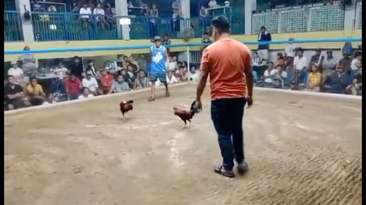 4 bullstag/cock combo 3rd fight Win