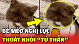 Cô chủ QUYẾT TÂM GIÀNH LẠI sự sống cho bé mèo khỏi bàn tay TỬ THẦN  | Yêu Lu