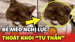 Cô chủ QUYẾT TÂM GIÀNH LẠI sự sống cho bé mèo khỏi bàn tay TỬ THẦN  | Yêu Lu