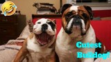 💥The Best Cutest Bulldog Puppies Viral Weekly LOL😂🙃| Funny Animal Videos💥👌