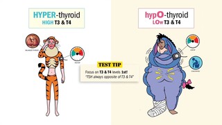 Thyroid - Hyper vs Hypothyroidism