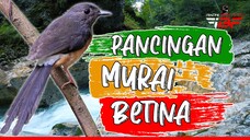 PANCINGAN MURAI BATU AGAR BUNYI BETINA