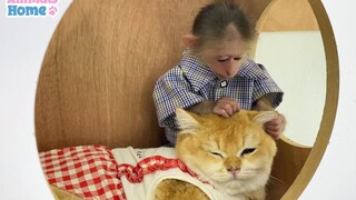 Monkey catching lice for Kitten