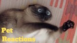 💥Funniest Pet Reactions😂🙃💥 of 2020 | Funny Animal Videos💥👌