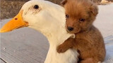 let me ride a duck