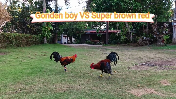 Gonden boy vs Super brown red