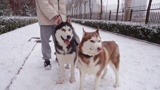 (คลิปสัตว์โลก) เมื่อสุนัขพันธุ์ฮัสกีเจอหิมะ จะมีไอคิวเพิ่มขึ้นเหรอ