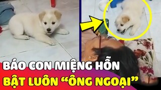 Báo con chân ngắn dám lên giọng 'CÃI TAY ĐÔI' với Ông Ngoại không trượt phát nào 😅 | Gâu Đần