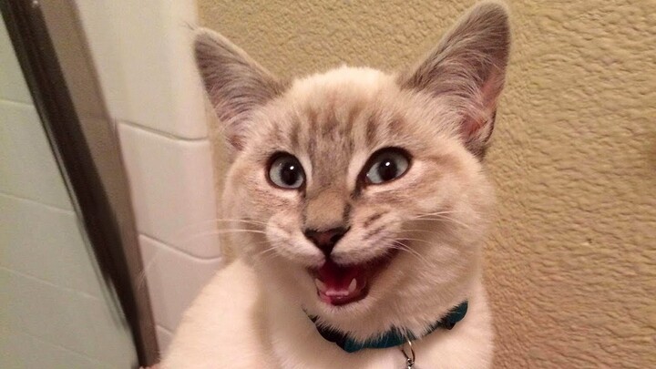 Just funny CATS! 🐈 Funniest Cat Videos will have you laughing all day 😸
