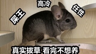 【拔草向】你真的想养龙猫吗？