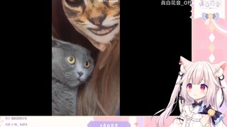 日本萝莉看《震惊猫猫一整年》 逐渐被同化