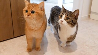 Cat Coco ตรวจสอบเครื่องซักผ้าใหม่