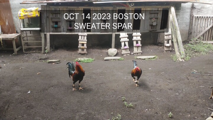 BOSTON SWEATER OCT 14 2023 SPARRING LATEST