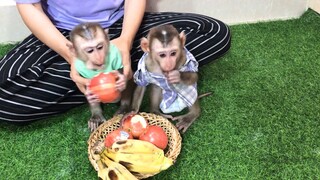 Mom feeding fruits to Mino, Coconut and Lay Heang monkeys