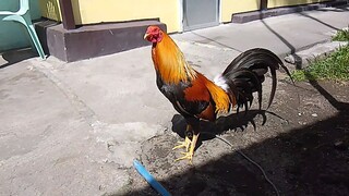 Model cock