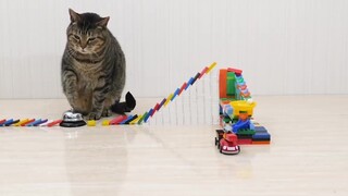 Kucing Lucu dengan Domino