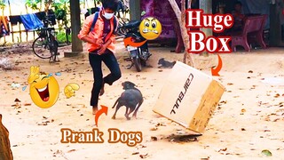 Mystery Box Prank Sleeping Dogs | Very Surprise Scared Reaction | New Funny Prank 2021 Must Watching