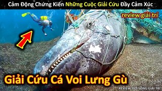 Giải Cứu Cá Voi Xanh Và Những Hành Động Cảm Ơn Đầy Cảm Xúc || Review Giải Trí Đời Sống