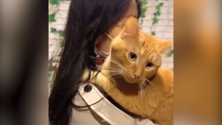 Sao mà quàng thượng lại dễ dãi như vậy??? | MYPET