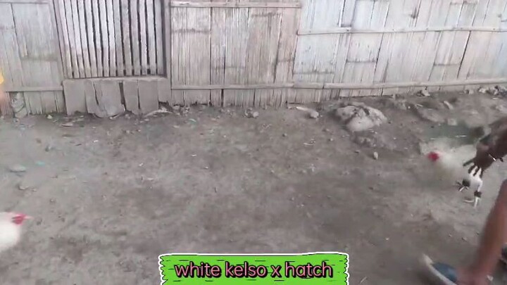 pwede naba mga idol? white leghorn line