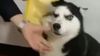 [Video Lucu] Husky Tidaklah Bodoh, Mereka Hanya Konyol