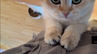 I came to feed cats during the Spring Festival, but I have never raised a cat.