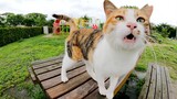 Seekor Kucing Calico Berbicara dengan Suara Lucu dengan Manusia di Atas Meja Taman