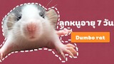 [เลี้ยงหนู]EP3 ลูกหนูดัมโบเเรทอายุ 7 วัน l dumbo rat