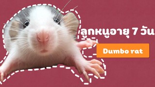 [เลี้ยงหนู]EP3 ลูกหนูดัมโบเเรทอายุ 7 วัน l dumbo rat