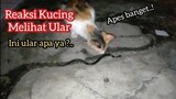 Kucing Vs Ular | Reaksi Kucing Melihat Ular Apes Banget Ular Ketemu Kucing Kembang Telon