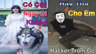 Dương KC | Ngáo Bảo Bảo và Cô chủ bắt hacker | chó thông minh đáng yêu | cute dog pet | Thú Cưng TV