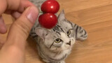 [Pecinta kucing] Berbagi ceri dengan kucing peliharaanku