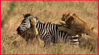 Young Lions Catch And Kill An Unfortunate Zebra In Serengeti.