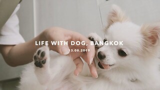 vlog #14 ไป Ikea, พามากิไปตรวจเลือด | mackcha