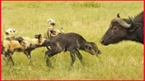 Wild Dogs Take 5 Buffalo Calves In An Epic Feeding Frenzy.