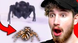 A Spider with Arachnophobia...