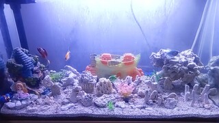 Aquarium for my kid