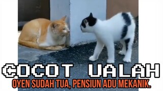 OYEN SUDAH TUA, MAGER ADU MEKANIK.