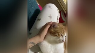 Ngủ trong một nốt nhạc😅mèo cute foryou