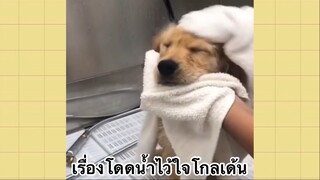 เพื่อนตัวน้อย สัตว์เลี้ยงแสนซน : เรื่องโดดน้ำไว้ใจโกลเด้น