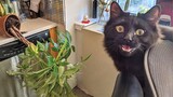 Who made a mess? Videos of funny cats and kittens for a good mood!