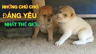 Những Chú Chó Con Đáng Yêu Nhất Thế Giới|Phuong SGN#18