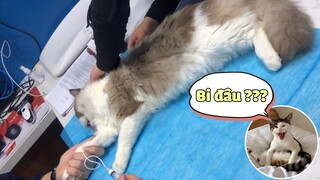 Hành Trình Đưa Bé Mèo Ragdoll Đi Chuyển Giới Từ Hoàng Tử Thành Công Chúa 😂 | Yêu Lu