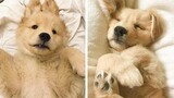 These Golden Puppies Are So Adorable!😋 See What Funny Actions They Are Doing 😍😋| Cute Puppies