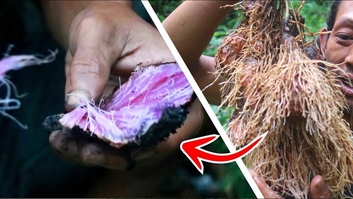Makan Umbi Rambat Liar (Umbi Katak) yang manis dan mengenyangkan.