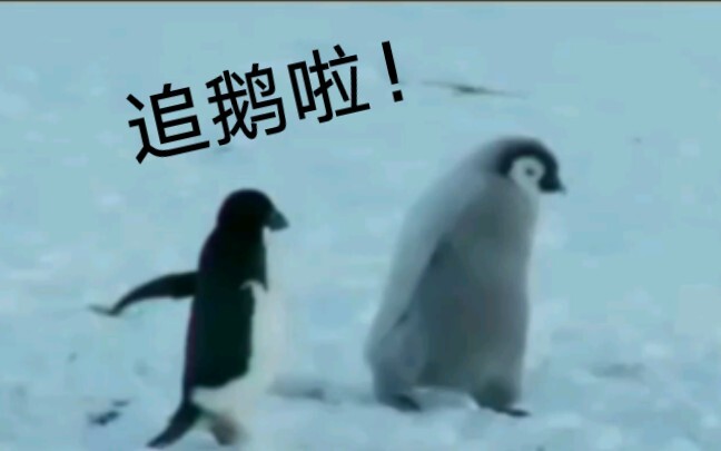 【企鹅】“恶霸”阿德利企鹅的“搞事”日常！