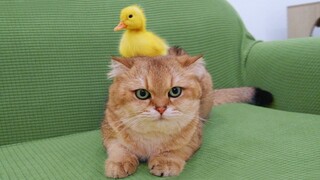 Cat and Duckling have breakfast together