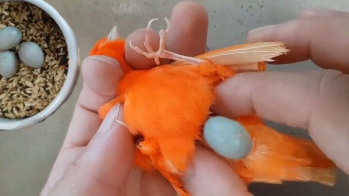 [Animals]A man helps his difficult-labour bird to lay an egg